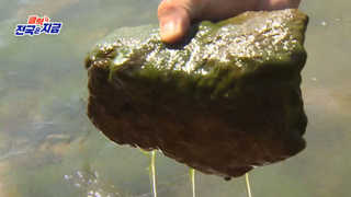 [클릭! 전국은 지금] 폭염에 녹조까지 확산…온라인카지노 벳무브도민 식수원 '비상' 外