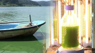 골칫거리 녹조, 바이오 연료로 변신