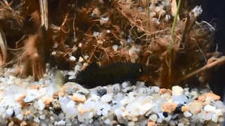 둥지 짓고 알 지키는 가시고기의 '부성애'