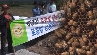 '토종벌 에이즈' 확산…양봉농민 "토종꿀벌 지켜달라"
