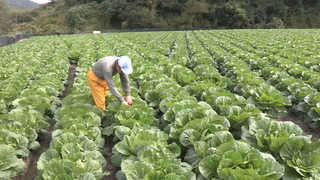 가을온라인카지노 게임 '풍년' 예감…김장 걱정 '뚝'