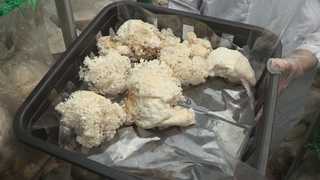 건강기능성 탁월 '약용버섯' 인기…농가소득증대에 한몫