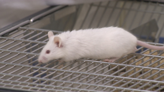 "반쪽짜리 '인공' 쥐 나왔다"