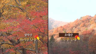 전국 '오색물결'…주요산 단풍 특징은?