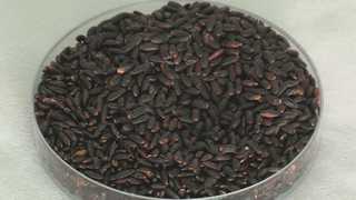 기능성 쌀 '눈큰흑찰' 대사증후군 위험 낮춘다