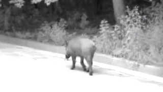 부산에 멧돼지 출몰 '기승'…하루에 한번꼴 신고