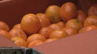 제주감귤 산지 전자경매…비용 절감, 신선도 ↑