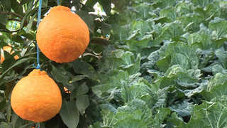 월동준비 '분주'한 한라봉ㆍ배추 농가