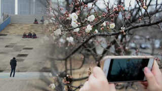 "겨울 맞아?" 꽃망울 터트린 홍매화, 눈썰매장은 '울상'