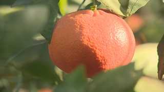 중부 내륙 충북 진천서 아열대 에볼루션 카지노 사이트 '레드향' 재배 한창