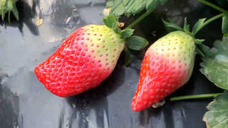 주먹만한 대왕딸기 '킹스베리' 국내 첫 출하