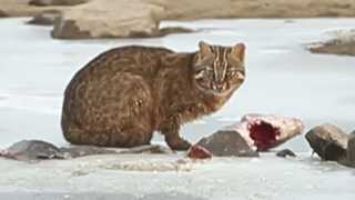 삵은 잉어사냥…천수만 희귀동물들의 하루