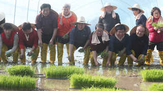 엄동설한 속 경기 이천서 올해 전국 첫 모내기