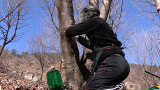 봄의 선물, 함양군 고로쇠 수액 한창