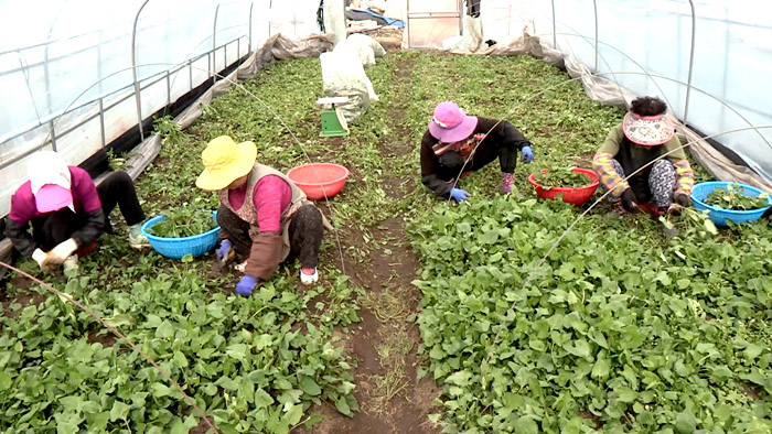 남녘엔 벌써 봄 향기 솔솔~하동군 <em class='find'취한국-no-1-온라인카지노</em 수확 한창