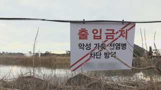 구제역은 종식국면…AI는 다시 확산일로