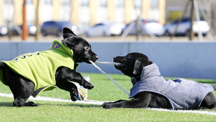 메이저카지노사이트탐지견 '네오' 복제견 탄생…이번엔 폭발물탐지 임무