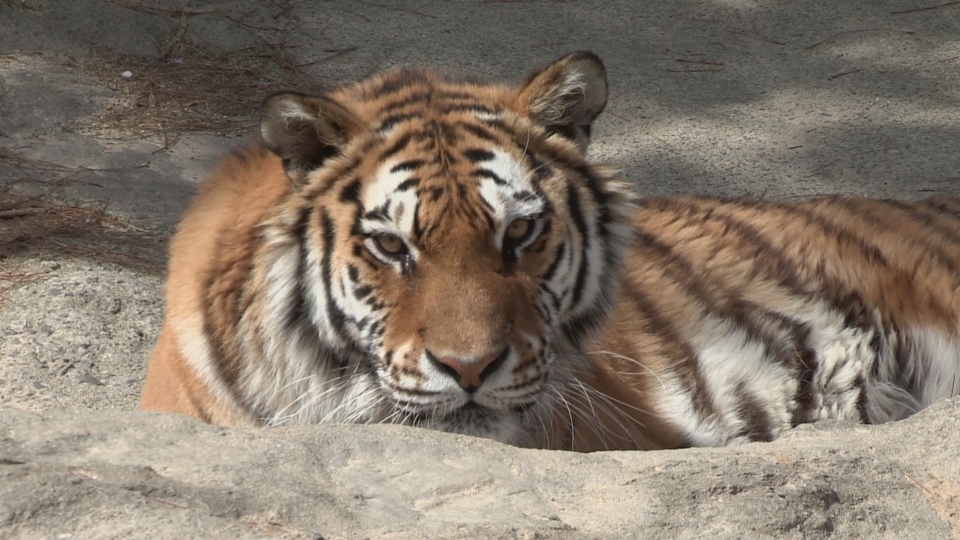 한국 no.1 온라인카지노호랑이 세 마리 곧 한국 no.1 온라인카지노대간 품으로
