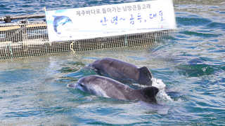 서울대공원 남방큰돌고래 금등ㆍ대포 '제주 귀향'