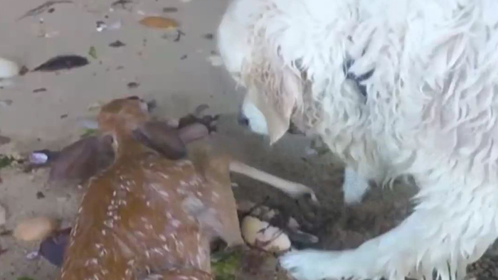 [핫마이다스 온라인카지노 유니88벳] 바다에 빠진 어린사슴 구한 개 스타됐다 外