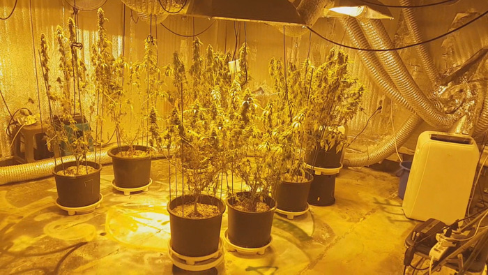 검찰, '딥웹' 이용 대마 판매한 일당 구속기소