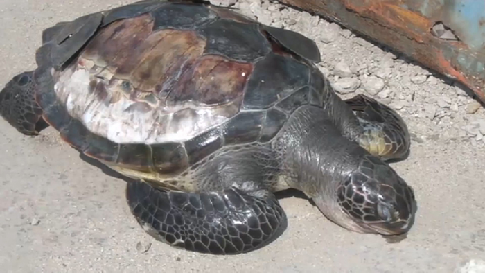 "멸종위기 바다거북 되살려요"…제주바다에 83마리 방류