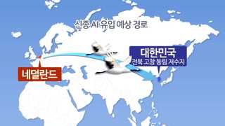 "고창 고병원성 AI는 새 유형"…철새 통해 유입 추정