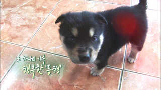 [미니온라인카지노 게임] 오늘 - 213화 : 또 하나의 가족, 행복한 동행