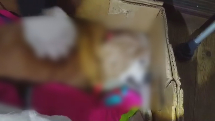 "차마 죽는 모습 볼 수 없어서" 살아있는 개 꽁 머니 카지노 3 만봉투에 버려