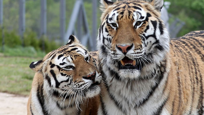 "한국 no.1 온라인카지노 호랑이 보러오세요" 국립백두대간수목원 개원