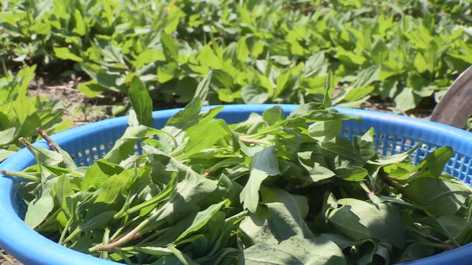 "쑥부쟁이, 알레르기 개선 효과"…기능성 상품 추진