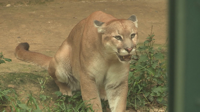 사살된 퓨마, 소각 처리한다…'박제' 부정 여론