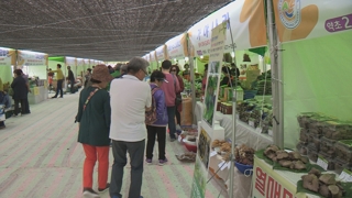 '동의보감 숨결 따라 힐링'…약초축제 개막