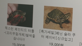 택배로 유통되는 카멜레온…야생동물 판매 허가제 추진
