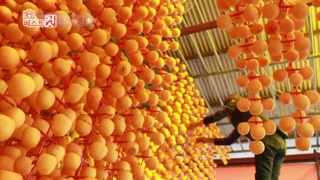 [클릭! 베스트 컷] 곶감이 익어가는 계절 外