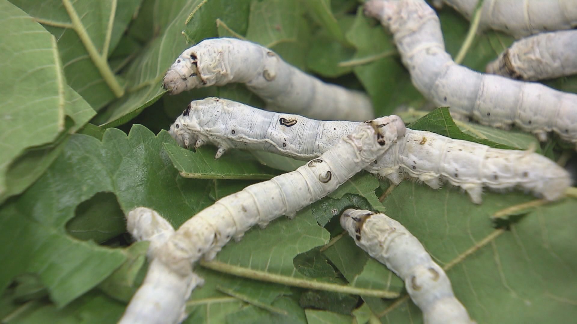 익힌 누에 '<em class='find'홍잠</em'…간암 예방온라인카지노 순위 과학적 입증