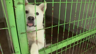 동물 학대해 죽이면 '3년 징역'…'동물 수집'도 처벌
