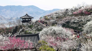 광양 섬진강변 '매화 천국'…상춘객 북적