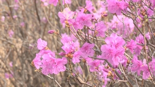 '연분홍 꽃물결'…여수 영취산 진달래 활짝