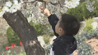 주말 완연한 봄…일요일 강한 비바람 '벚꽃엔딩'