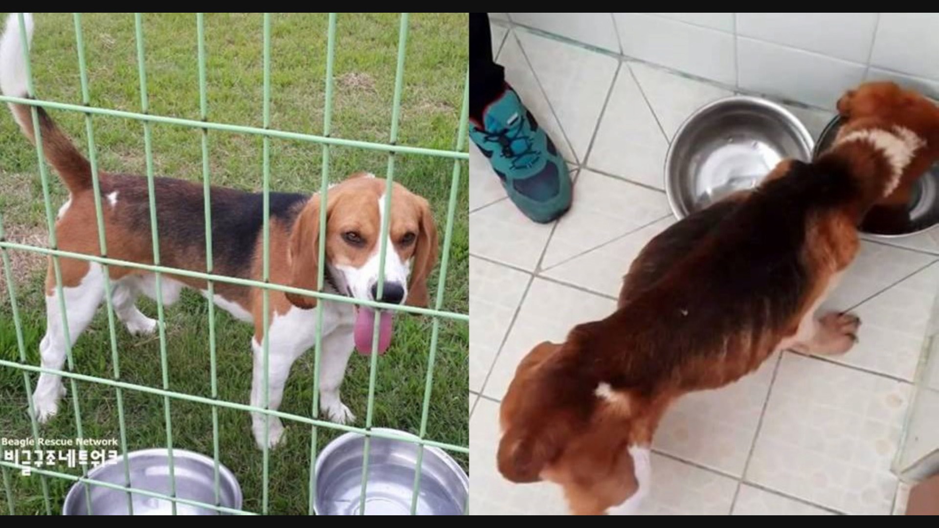 농식품부 '서울대 사역견 학대실험 의혹' 조사 착수