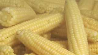 '여름의 별미' 괴산 대학 찰옥수수 출하 한창