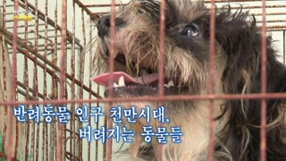[연합뉴스온라인카지노 벌금 유니88 스페셜] 95회 : 반려동물 인구 천만시대, 버려지는 동물들