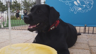 해외 온라인카지노 순위견과 함께 뛰놀아요…인천 송도 도그파크 인기