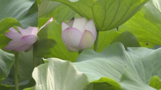 여름 한 달만 개방…회야댐 생태습지 '인기'