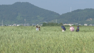 순천만 초록빛 장관…여름밤 수놓는 물·빛 향연