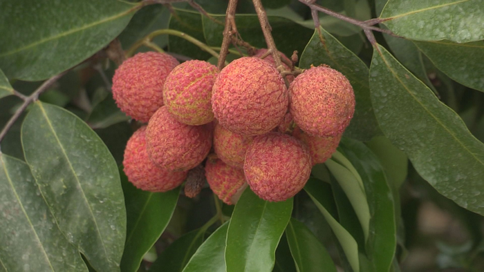 식약처 "덜 익은 온라인카지노 불법 유니88벳 피해야…다량 섭취 시 생명 위협"