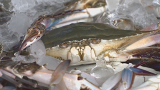 "올해는 풍어다"…돌아온 가을 꽃게