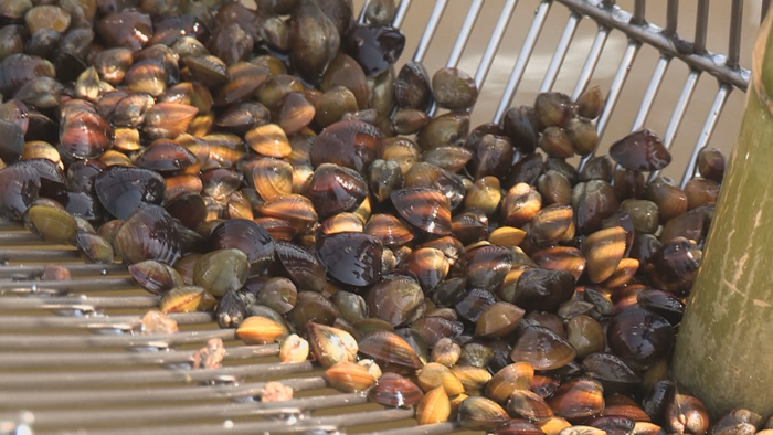 '지금이 제철'…메이저카지노 <em class='find'재첩</em 수확 한창