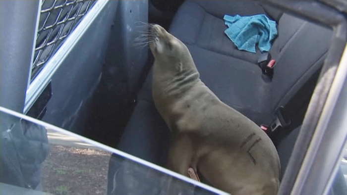 고속도로에 나타난 귀여운 아기 바다사자!
